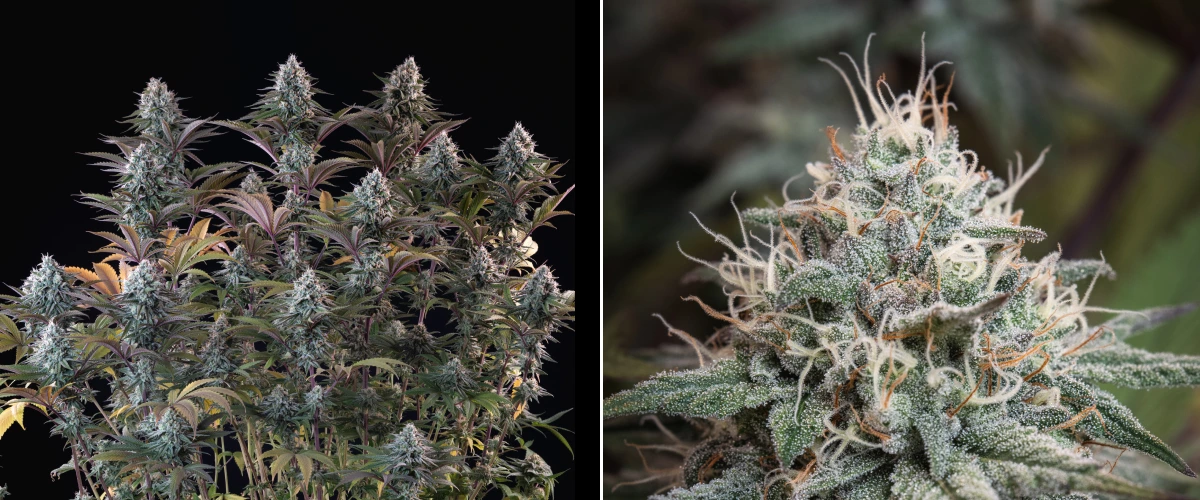 Astro Lemonade F1: cime dense e resinose Pianta di cannabis Astro Lemonade F1 con cime dense e ghiacciate, pistilli bianchi, foglie viola e abbondante produzione di resina su sfondo scuro.
