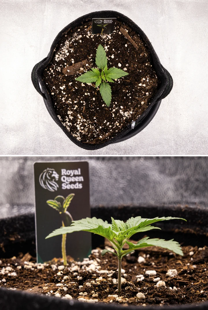 Atlas F1 grow report: week 1, zaailingfase Atlas F1 cannabiszaailing groeit in een stoffen pot tijdens week 1 van het grow report, met vroege bladontwikkeling, gezonde aarde, perliet en een Royal Queen Seeds plantenlabel.