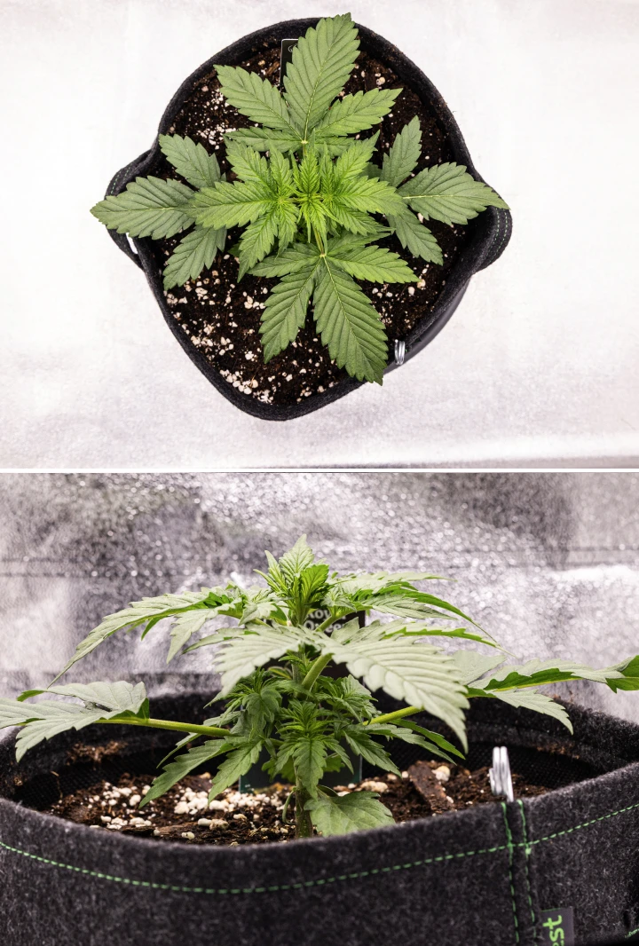 Atlas F1 grow report: week 2, vegetatieve groei Atlas F1 cannabisplant groeit in een stoffen pot tijdens week 2 van het grow report, met gezonde vegetatieve groei, brede groene bladeren, aarde met perliet en een compacte plantstructuur.