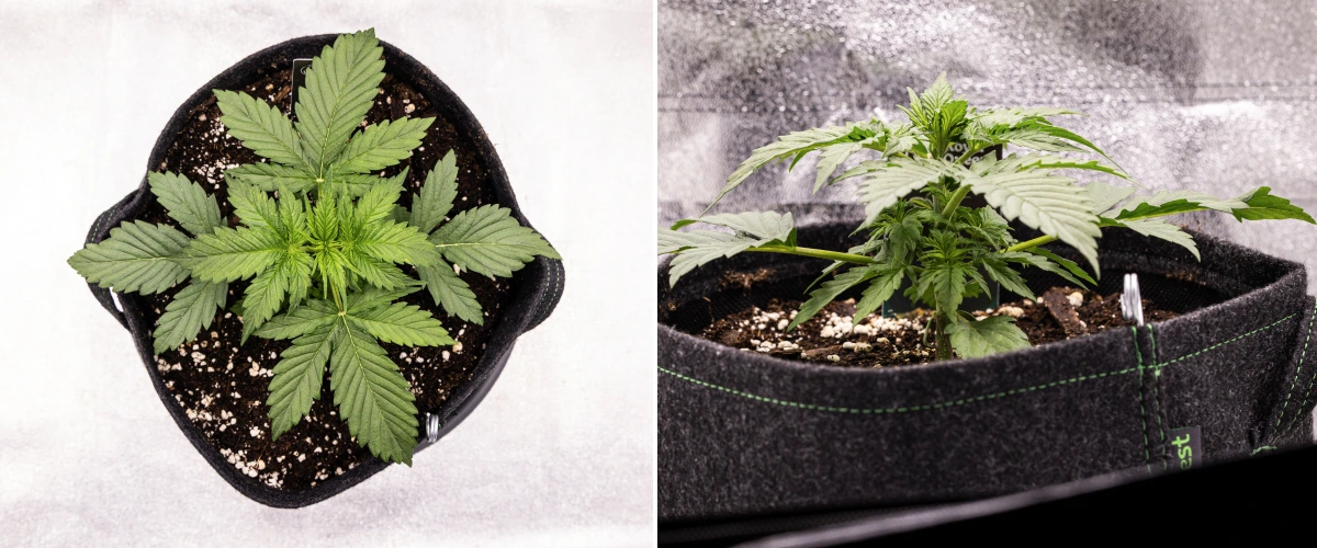 Atlas F1 grow report: week 2, vegetatieve groei Atlas F1 cannabisplant groeit in een stoffen pot tijdens week 2 van het grow report, met gezonde vegetatieve groei, brede groene bladeren, aarde met perliet en een compacte plantstructuur.