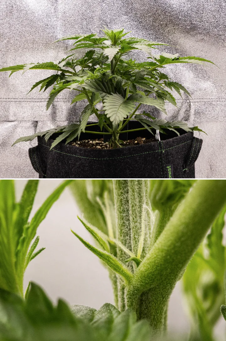 Atlas F1 grow report: week 3, vroege bloei Atlas F1 cannabisplant groeit in een stoffen pot tijdens week 3 van het grow report, met compacte groei, eerste tekenen van bloei, witte stampers en gezond groen blad.