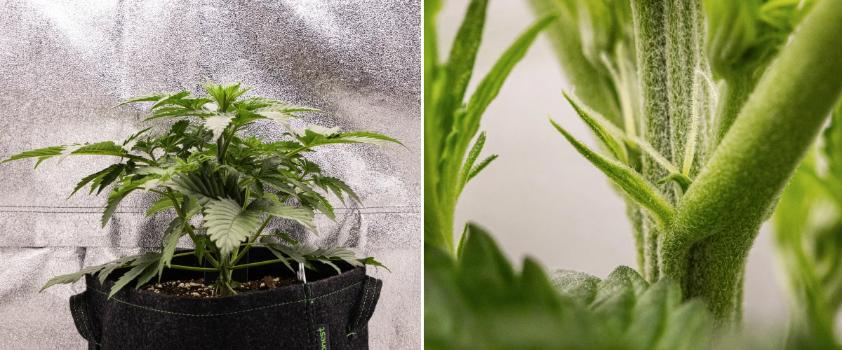 Atlas F1 grow report: week 3, vroege bloei Atlas F1 cannabisplant groeit in een stoffen pot tijdens week 3 van het grow report, met compacte groei, eerste tekenen van bloei, witte stampers en gezond groen blad.