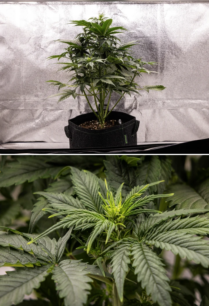 Atlas F1 grow report: week 4, bloeistretch Atlas F1 cannabisplant groeit in een stoffen pot tijdens week 4 van het grow report, met sterke verticale groei, vroege topvorming, gezonde groene bladeren en zichtbare bloeiplekken.