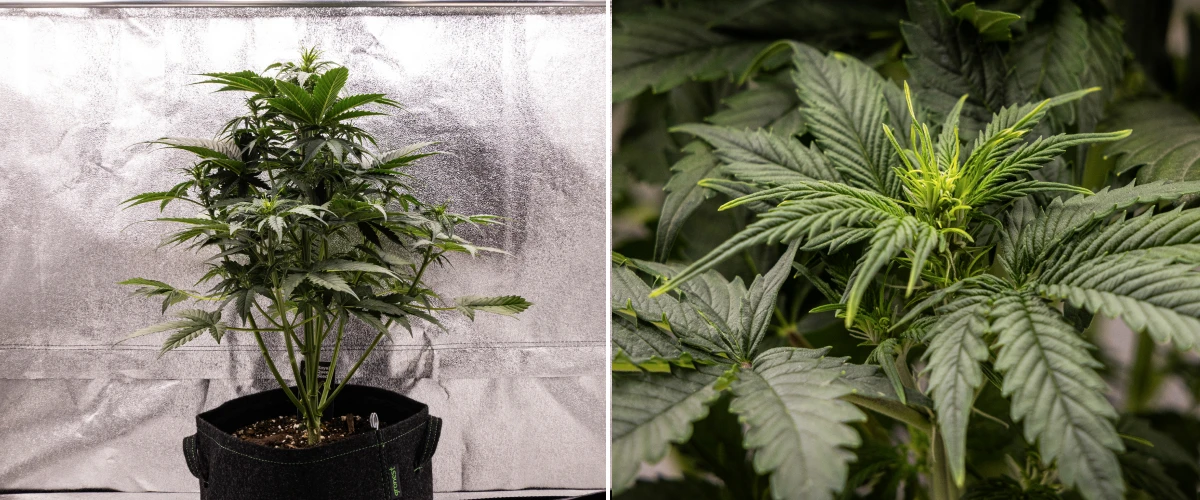 Atlas F1 grow report: week 4, bloeistretch Atlas F1 cannabisplant groeit in een stoffen pot tijdens week 4 van het grow report, met sterke verticale groei, vroege topvorming, gezonde groene bladeren en zichtbare bloeiplekken.