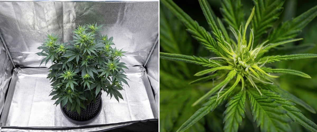 Atlas F1 grow report: week 5, topontwikkeling Atlas F1 cannabisplant groeit in een stoffen pot tijdens week 5 van het grow report, met meerdere bloeiplekken, ontwikkelende toppen, witte stampers en gezond groen blad.