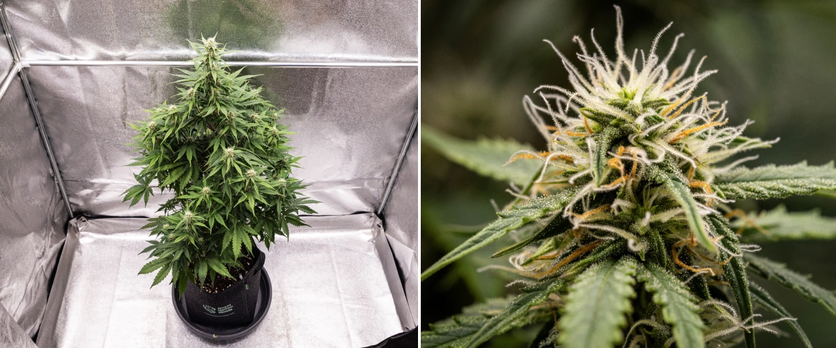 Atlas F1 grow report: week 6, harsrijke toppen Atlas F1 cannabisplant groeit in een stoffen pot tijdens week 6 van het grow report, met dichte topontwikkeling, witte en oranje stampers, harsrijke trichomen en gezonde bloeigei.