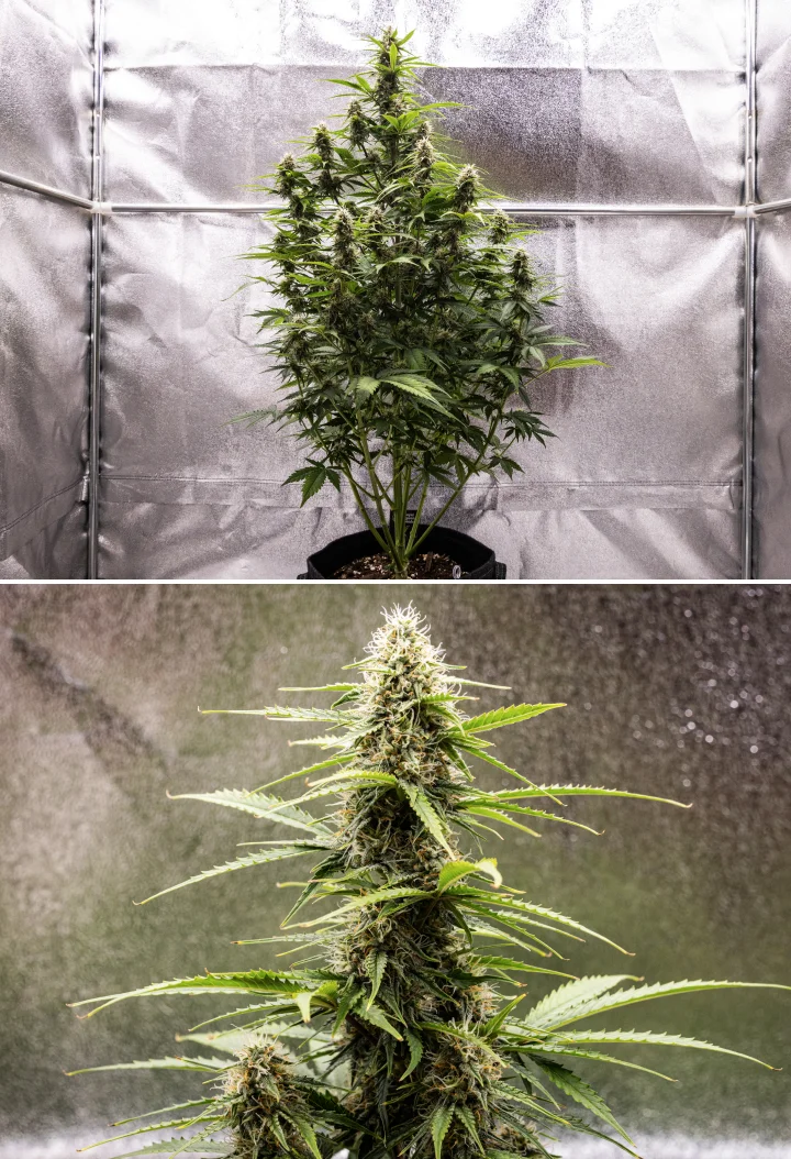 Atlas F1 grow report: week 7, rijpe toppen Atlas F1 cannabisplant groeit in een stoffen pot tijdens week 7 van het grow report, met rijpe topontwikkeling, harsrijke bloemen, oranje stampers en een hoge centrale cola.