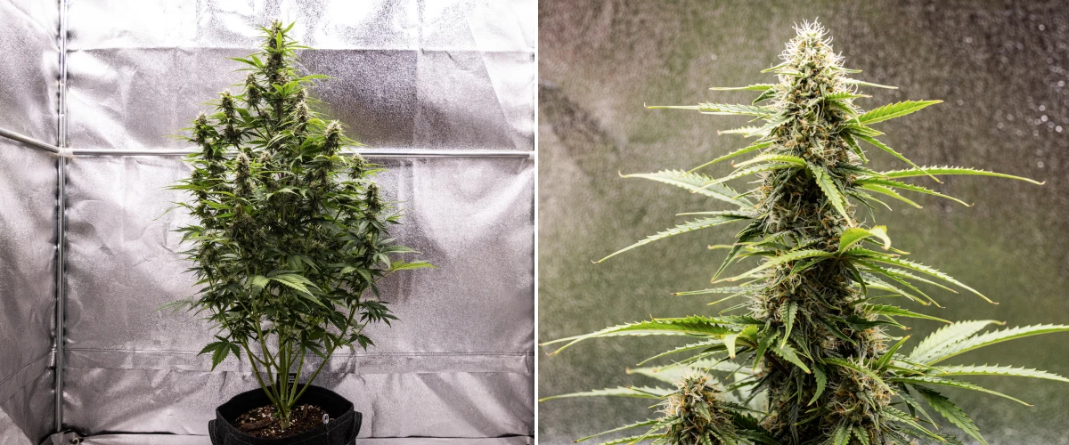 Atlas F1 grow report: week 7, rijpe toppen Atlas F1 cannabisplant groeit in een stoffen pot tijdens week 7 van het grow report, met rijpe topontwikkeling, harsrijke bloemen, oranje stampers en een hoge centrale cola.