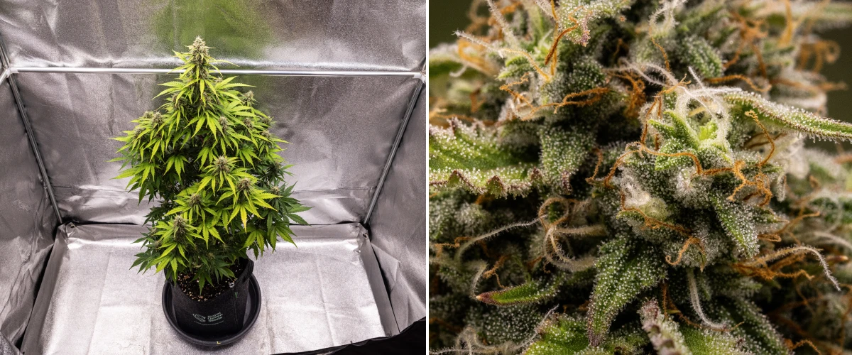 Atlas F1 grow report: week 8, oogstrijpe toppen Atlas F1 cannabisplant groeit in een stoffen pot tijdens week 8 van het grow report, met frosty rijpe toppen, dichte trichomenbedekking, oranje stampers en oogstrijpe bloeiontwikkeling.
