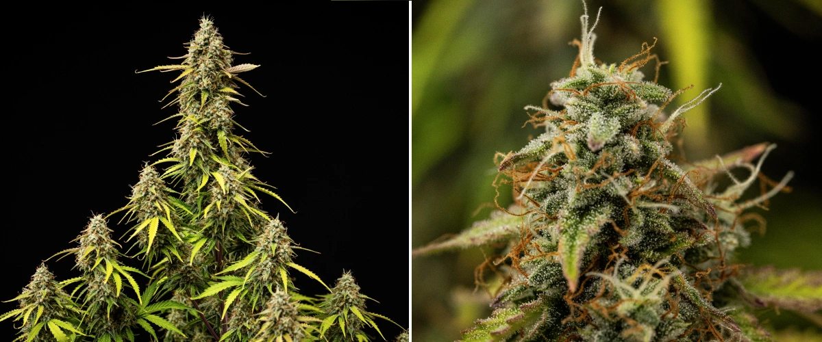 Atlas F1 grow report: week 9, laatste rijping Atlas F1 cannabisplant tijdens week 9 van het grow report, met volledig gerijpte toppen, dichte trichomenbedekking, oranje stampers, verkleurende bladeren en rijpe bloeiontwikkeling.