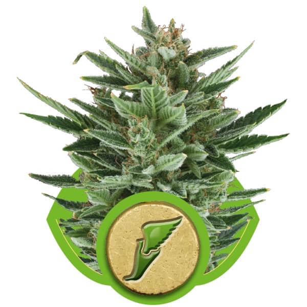 Quick One Autoflowering cannabis zaden Quick One Autoflowering cannabis zaden