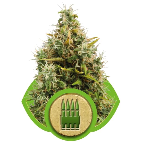 Royal AK Automatic Autoflowering cannabis zaden Royal AK Automatic Autoflowering cannabis zaden