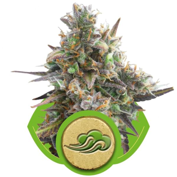 Royal Bluematic Autoflowering Cannabis Seeds Royal Bluematic Autoflowering Cannabis Seeds