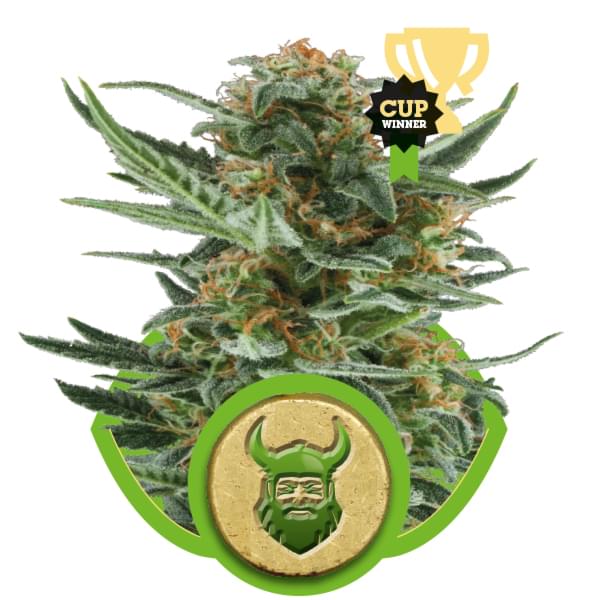 Royal Dwarf Autoflowering cannabis zaden Royal Dwarf Autoflowering cannabis zaden