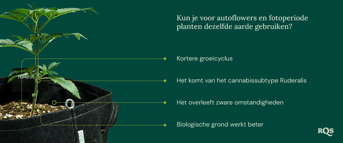 Auto vs photoperiod soil