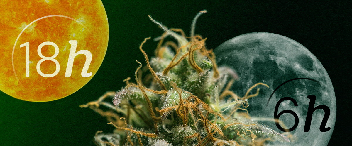 Autoflower vs. Fotoperiode: De Lichtcycli van Cannabis Begrijpen Autoflower vs. Fotoperiode lichtcycli voor beginners: Begrijp het belangrijkste verschil in de lichtbehoeften voor de vegetatieve en bloeifasen. Bekijk de 18/6 en 12/12 schema's visueel uitgelegd.