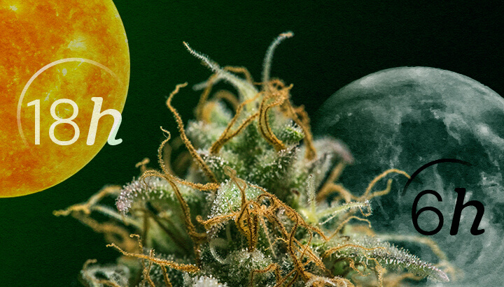 Autoflower vs. Fotoperiode: De Lichtcycli van Cannabis Begrijpen Autoflower vs. Fotoperiode lichtcycli voor beginners: Begrijp het belangrijkste verschil in de lichtbehoeften voor de vegetatieve en bloeifasen. Bekijk de 18/6 en 12/12 schema's visueel uitgelegd.