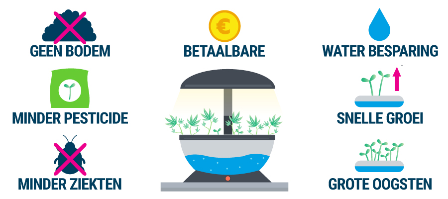 Voordelen Hydrocultuur Teelt Cannabis