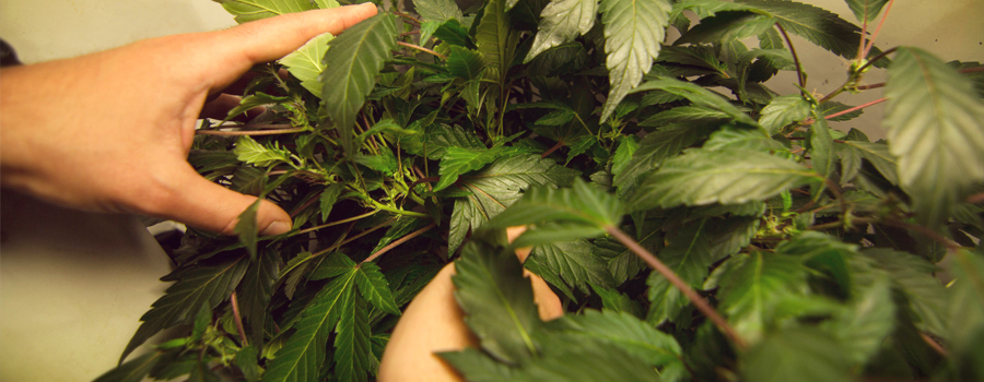 Buigen takken cannabis planten uitrekken