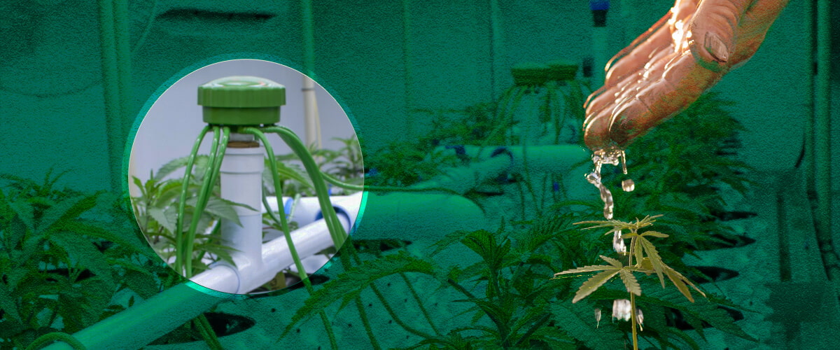 Cannabis Kweektent Watergeven: Basis Methoden Gevisualiseerd Basis watergeefopties voor cannabis kweektenten: Bekijk voorbeelden van handmatig water geven, topvoedingssystemen en druppelirrigatiemethoden voor je indoor cannabis tuin.