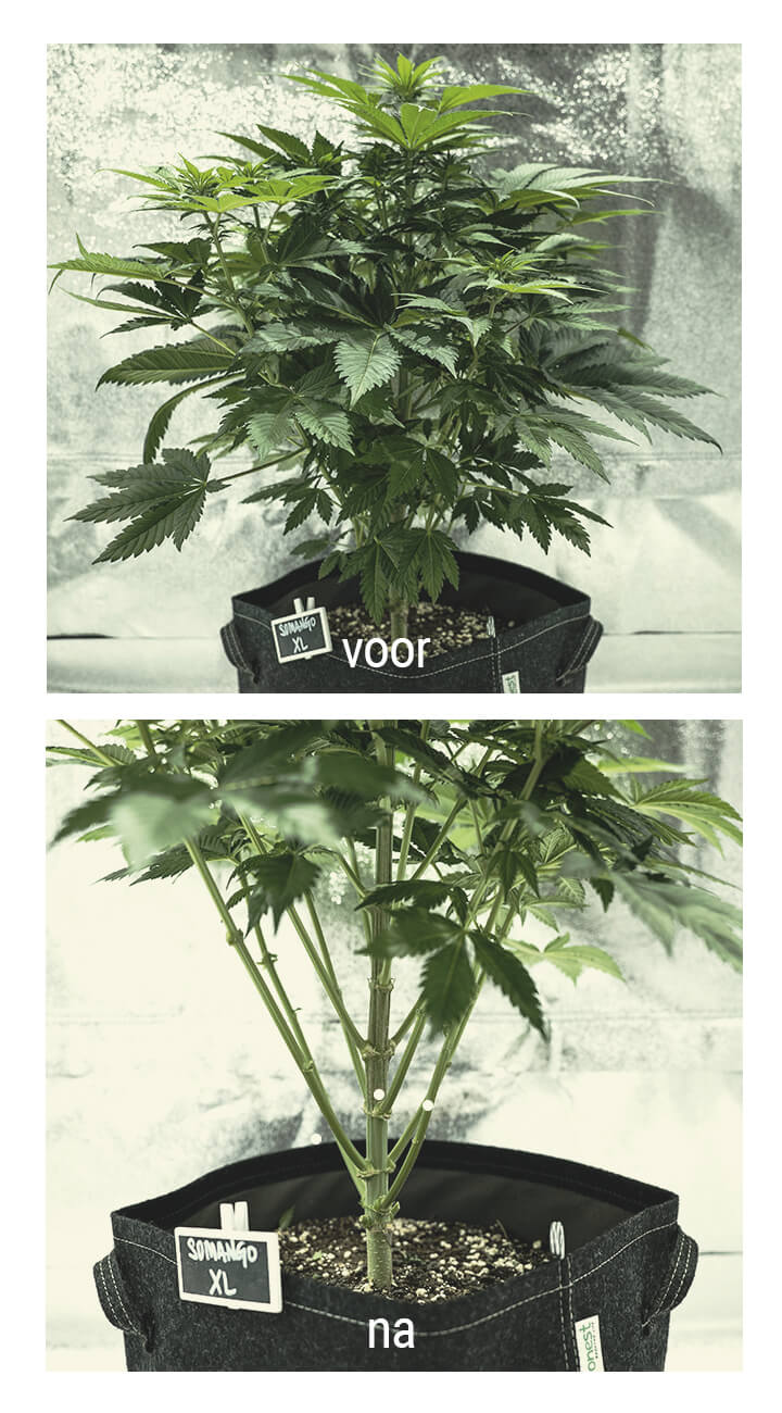 Lollipopping Cannabis Plant Voor en na