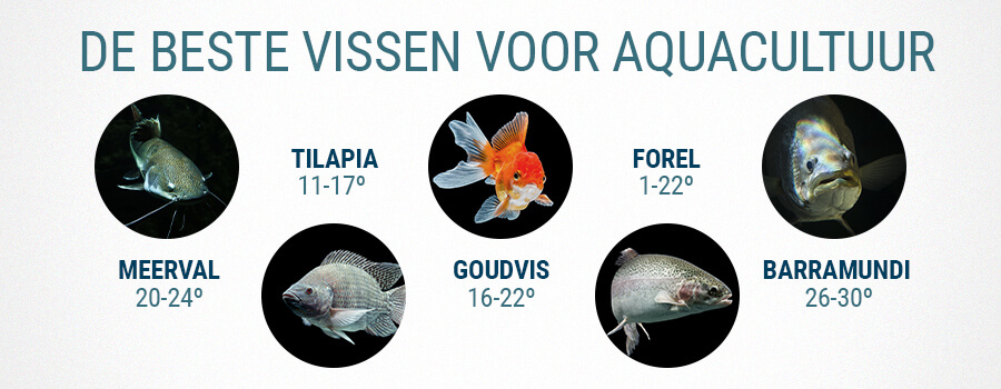 Beste Vis Voor Aquaponics En Cannabis