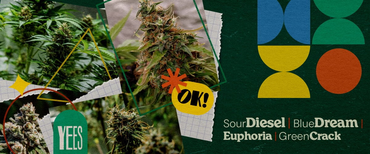 Beste Cannabissoorten voor Muziekfestivals Een levendige collage met verschillende cannabissoorten zoals Sour Diesel, Blue Dream, Euphoria en Green Crack, getoond met weelderige groene toppen, tegen een kleurrijke groene achtergrond met geometrische vormen en het woord