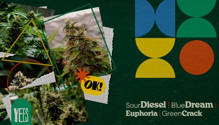 Beste Cannabissoorten voor Muziekfestivals Een levendige collage met verschillende cannabissoorten zoals Sour Diesel, Blue Dream, Euphoria en Green Crack, getoond met weelderige groene toppen, tegen een kleurrijke groene achtergrond met geometrische vormen en het woord