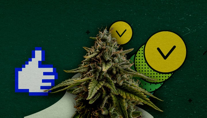 Beste Trainingsmethoden om de Cannabisopbrengst te Maximaliseren Een cannabisbloem met een pixelated duim-omhoog-icoon en twee cirkels met vinkjes, die goedgekeurde trainingsmethoden symboliseren om de opbrengst te maximaliseren, op een groene achtergrond.