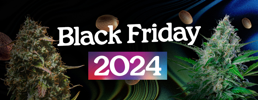 Royal Queen Seeds Black Friday 2024