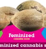 Koop Gefeminiseerde Cannabis Zaden