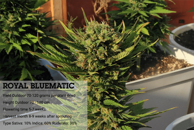 Indica of sativa