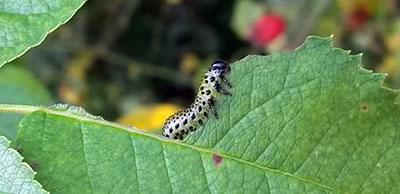 Caterpillar in cannabis