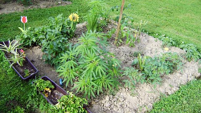 CAMOUFLAGEMETHODEN cannabis