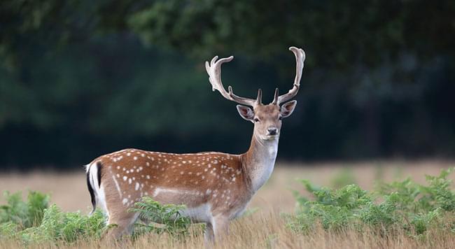 BESCHERMING TEGEN WILDE DIEREN cannabis