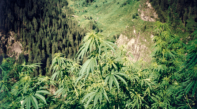 Cannabis UV light