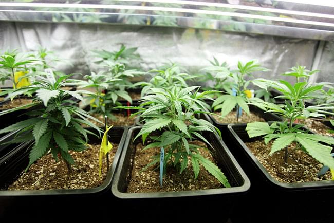 cannabis PRE-VEGETATIE BINNEN