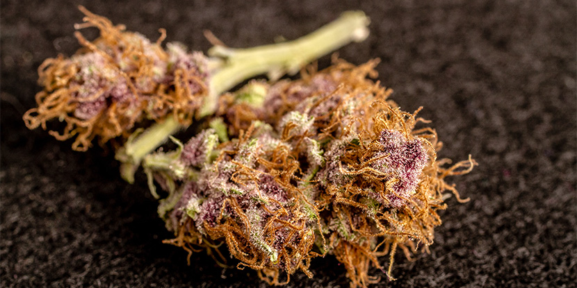 Royal Bluematic Royal Queen Seeds Royal Bluematic Royal Queen Seeds