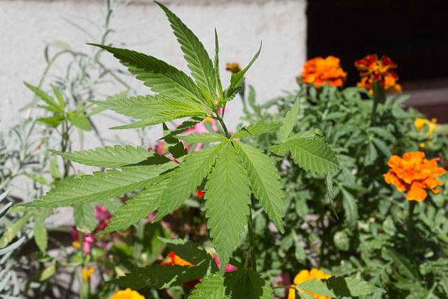 cannabis tuin