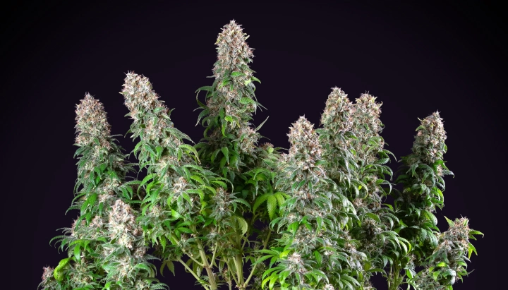Blue Mystic cannabisplant met dichte harsrijke cola’s, compacte bloeiende groei, groen blad en een donkere studioachtergrond.