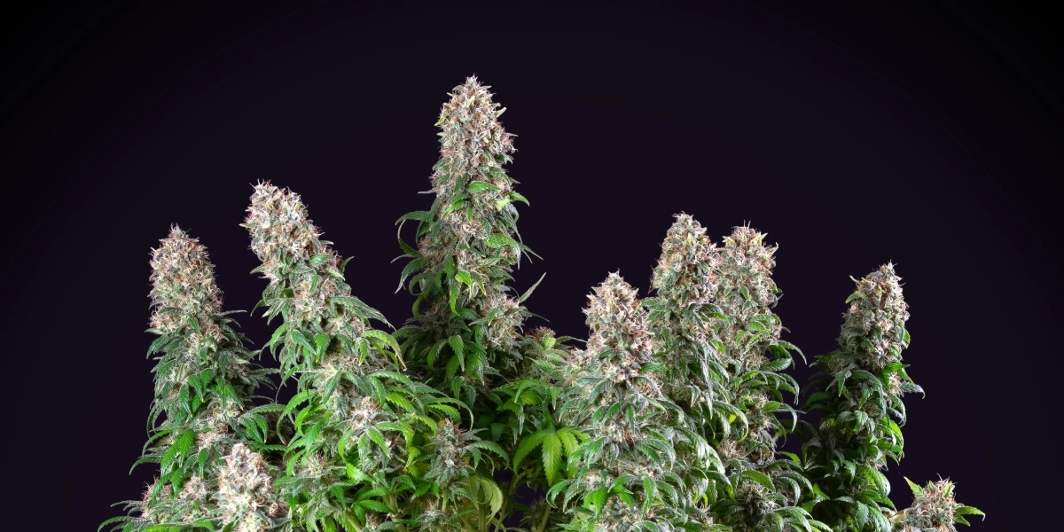 Blue Mystic cannabisplant met dichte harsrijke cola’s, compacte bloeiende groei, groen blad en een donkere studioachtergrond.
