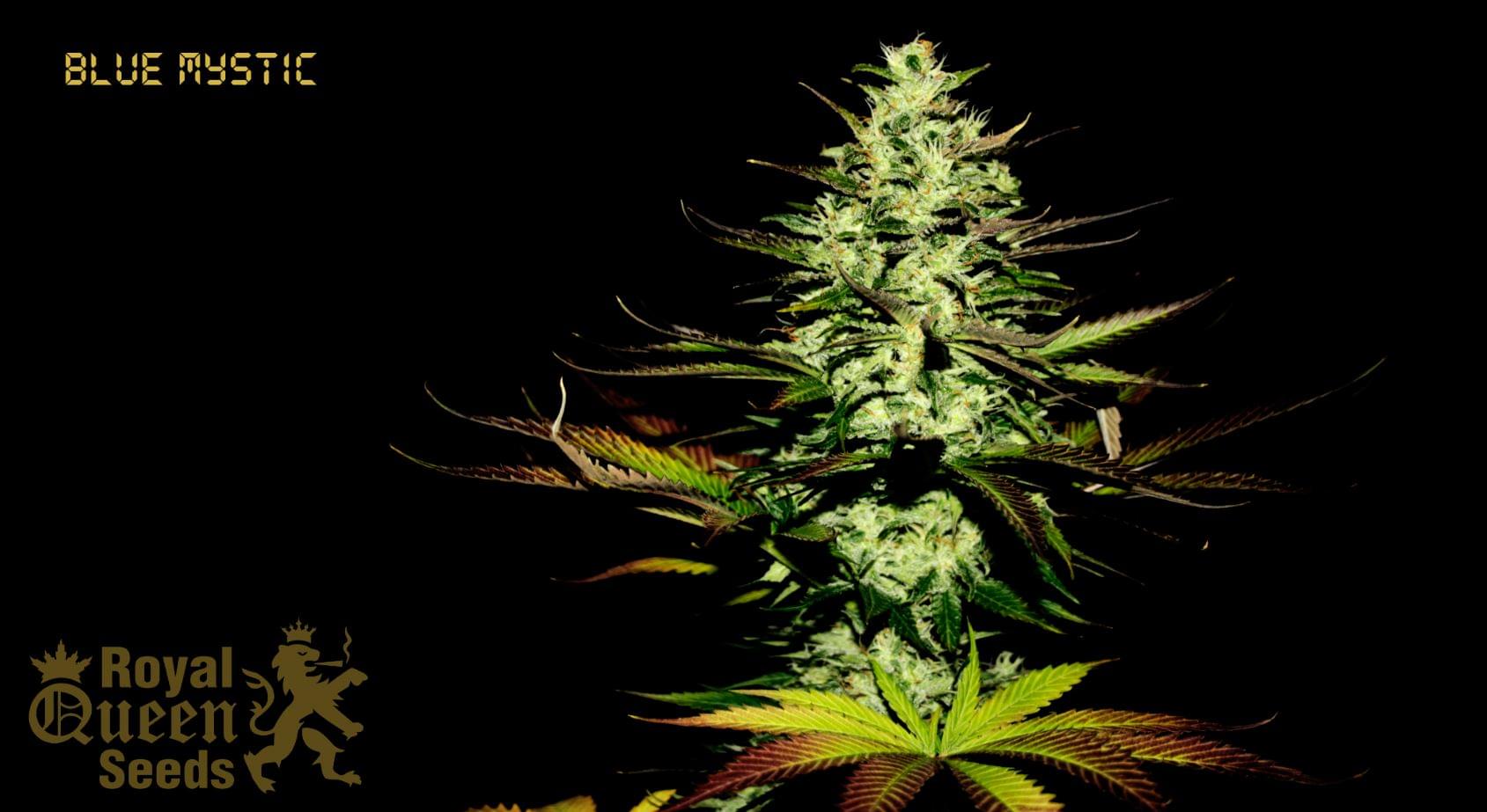 Blue Mystic Gefeminiseerde Cannabis Zaden