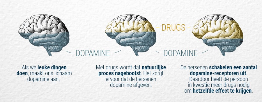 Dopamine En De Hersenen Dopamine En De Hersenen