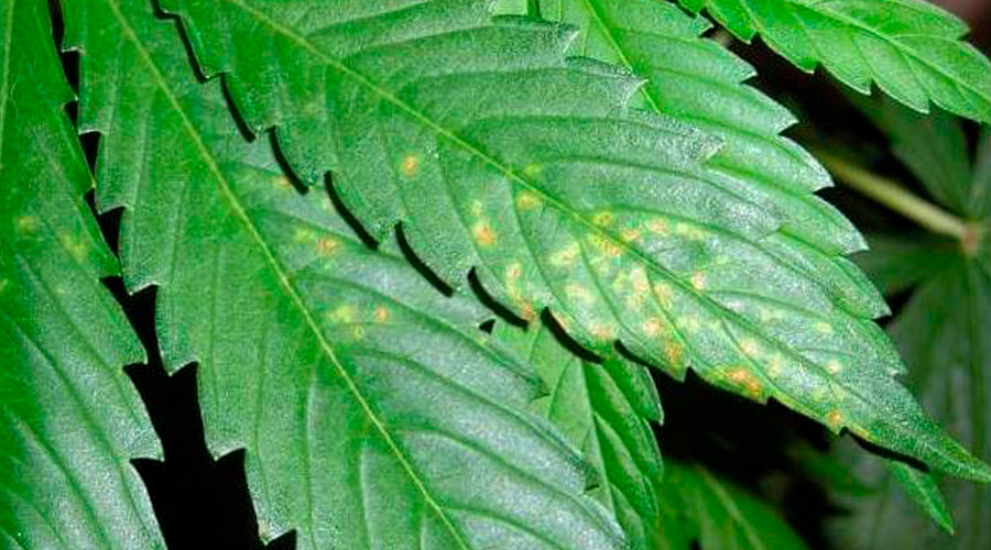 calcium deficiency cannabis