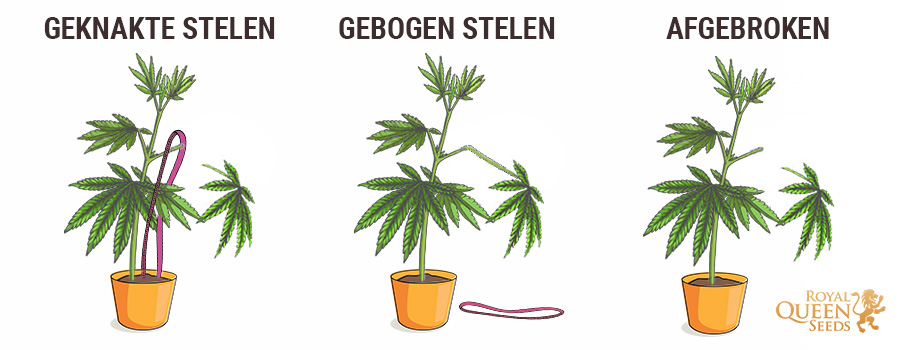 Cannabis Broken Stem Cannabis Broken Stem