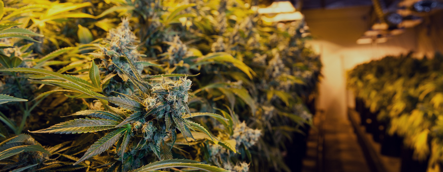 Cannabis indoor cultuur