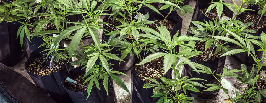 Israëlische regering Cannabis Onderzoek