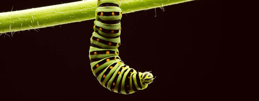 rups cannabis