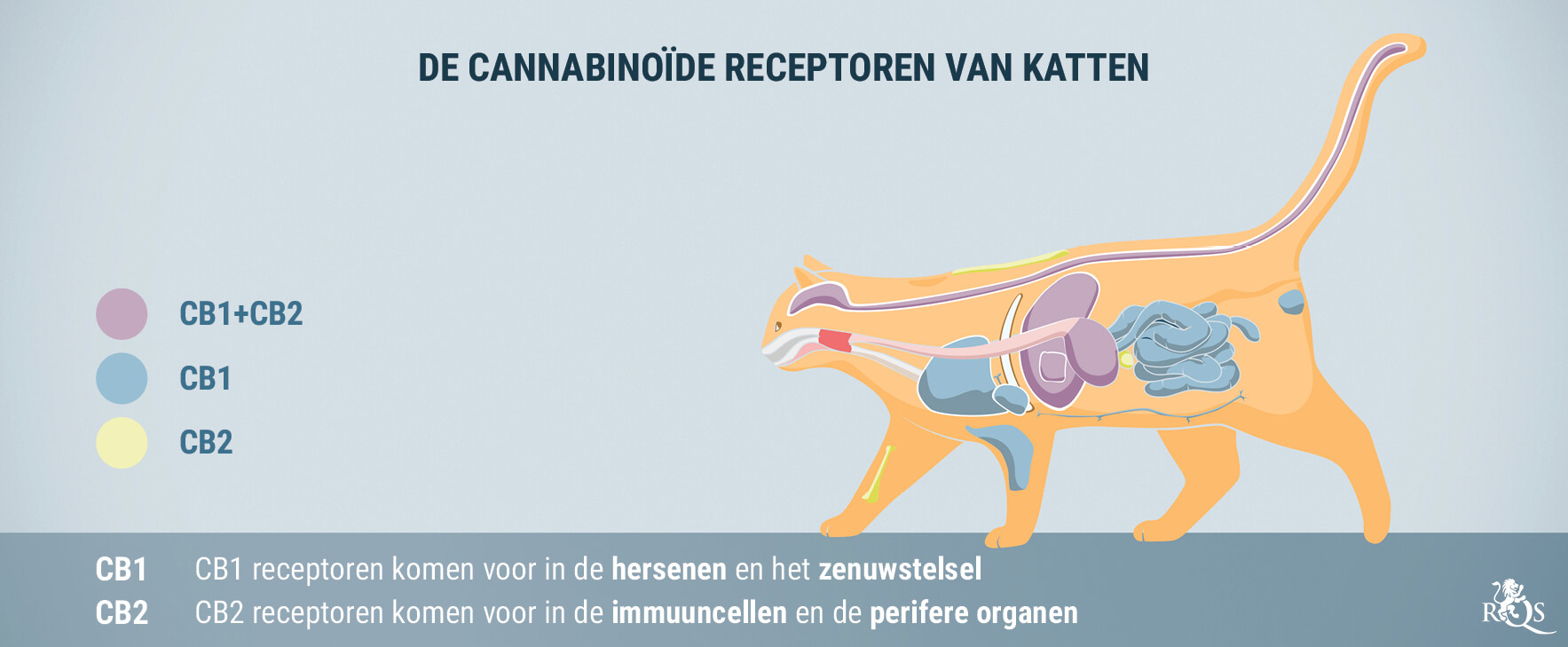 Hoe Werkt CBD Voor Katten? Hoe Werkt CBD Voor Katten?