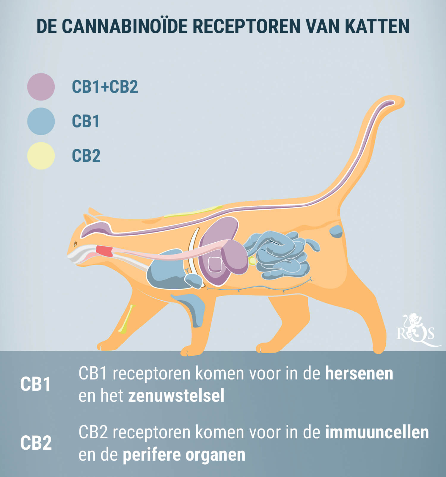 Hoe Werkt CBD Voor Katten? Hoe Werkt CBD Voor Katten?